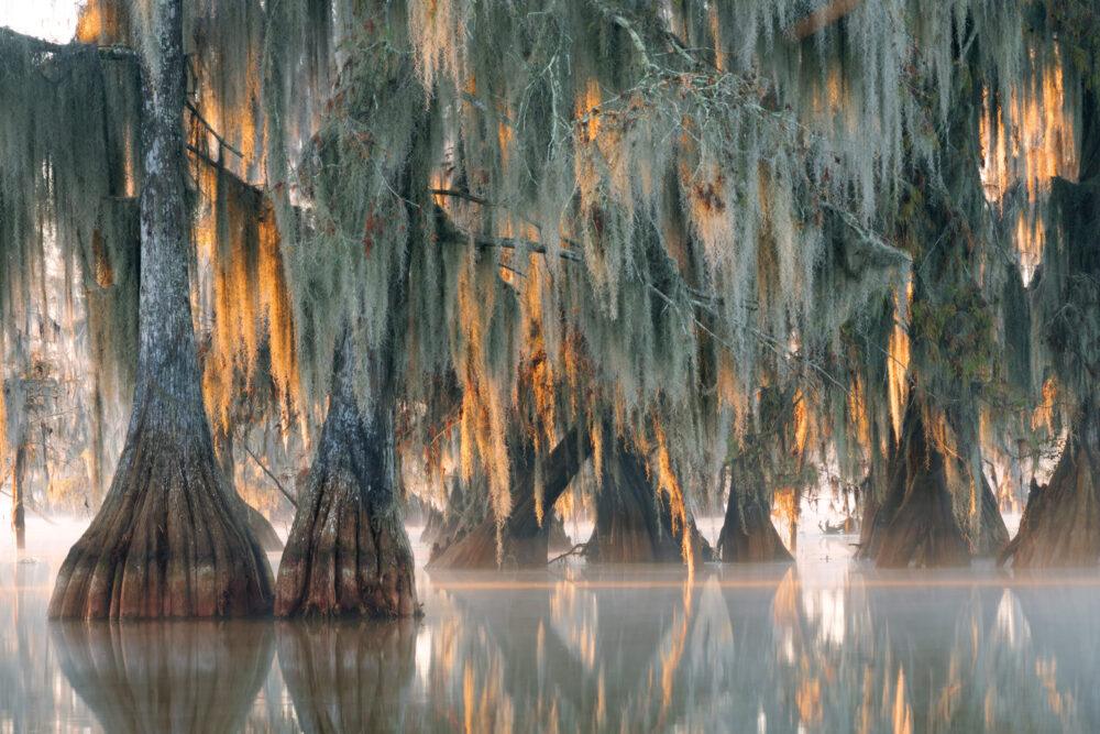 Trees of bald cypress with hanging Spanish moss in the first rays of the sun. Louisiana, Lake Martin