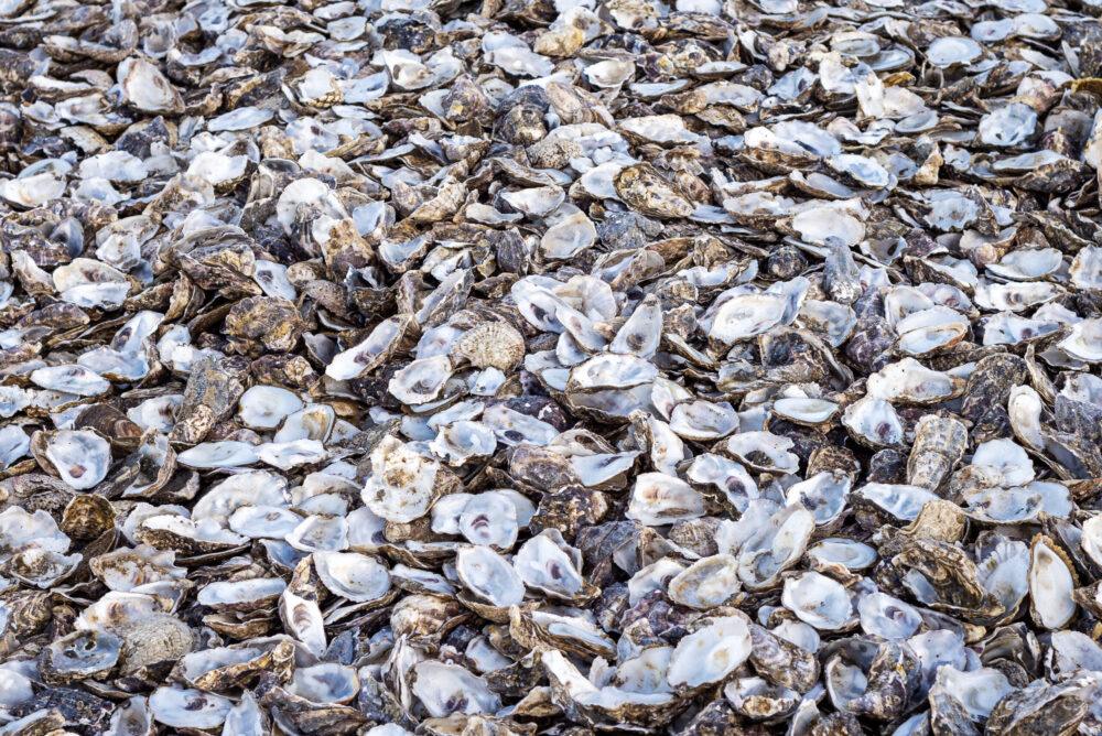 A pile of discarded oyster shells at Whitstable beachfront in Kent.