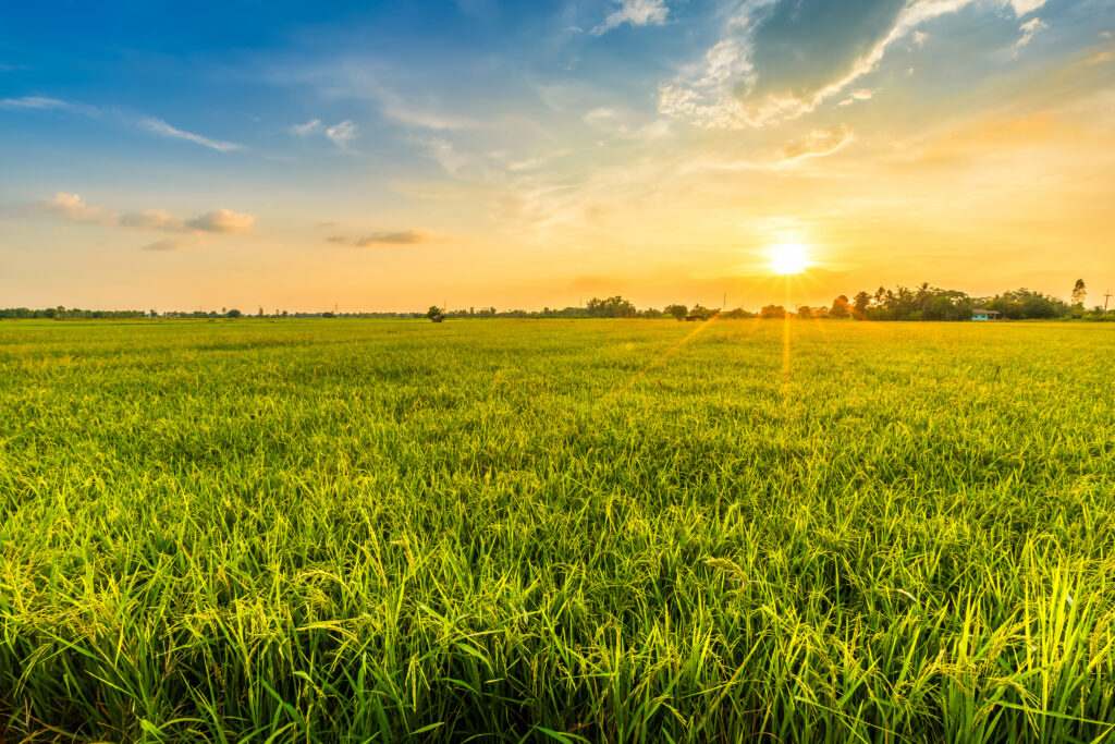Beautiful environment landscape of green field cornfield or corn - Stag Liuzza