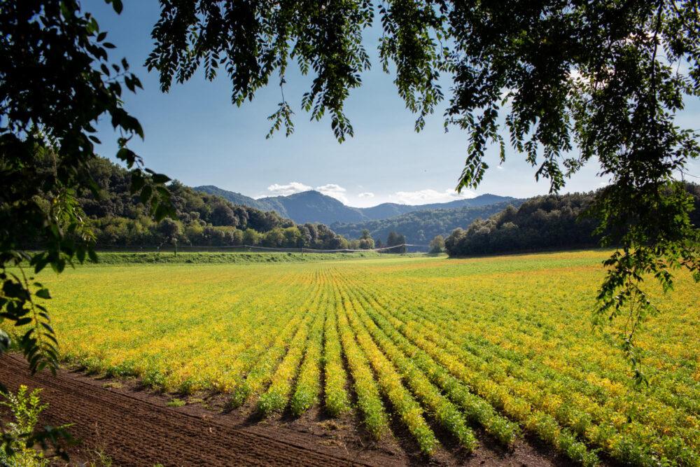 California produce farm