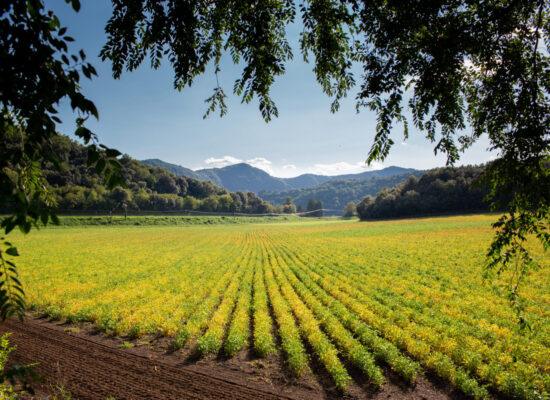 California produce farm